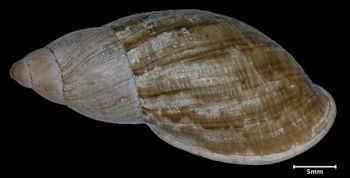 Media type: image;   Malacology 50361 Aspect: dorsal